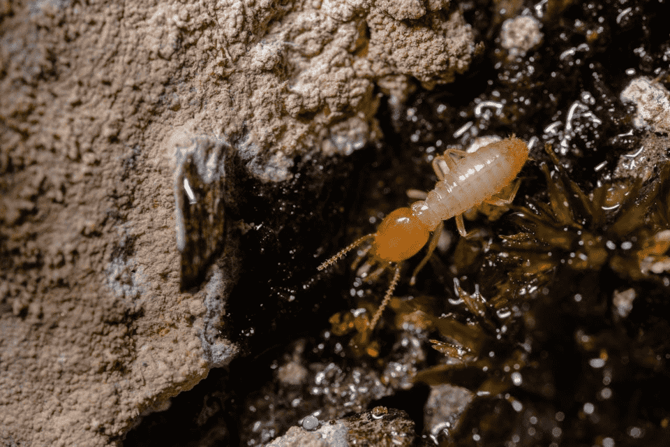 Why Moving Into Older Homes Increases the Risk of Unexpected Termite Surprises