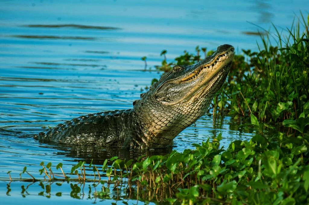 A Florida alligator rising from the water near plants