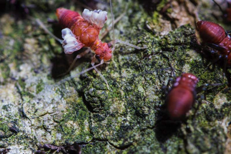 Early Warning Signs of Termites in Your Home