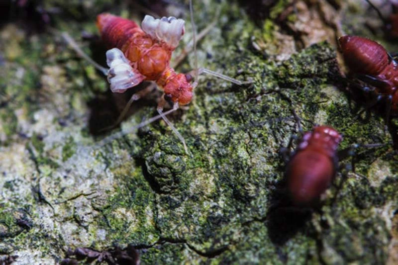 Early Warning Signs of Termites in Your Home