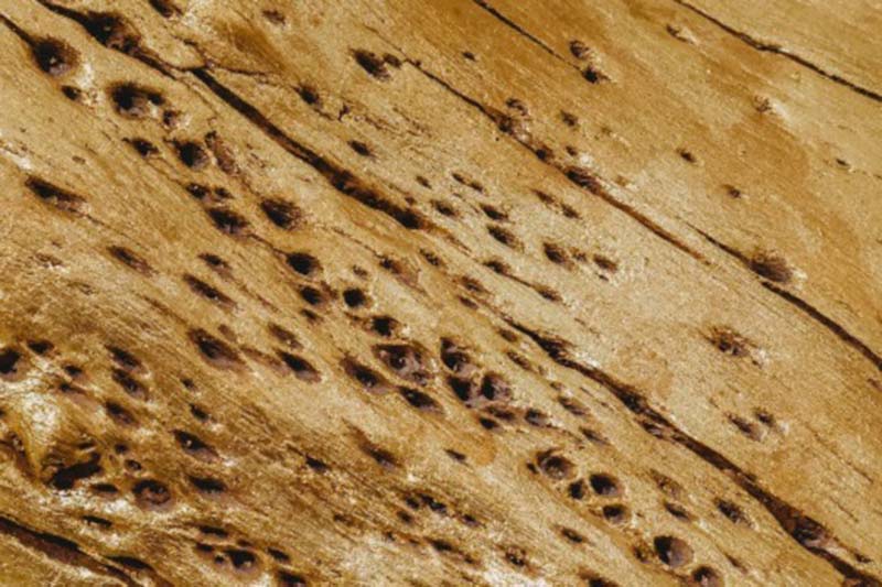 Homeowner's Guide to Treating Termite Damage