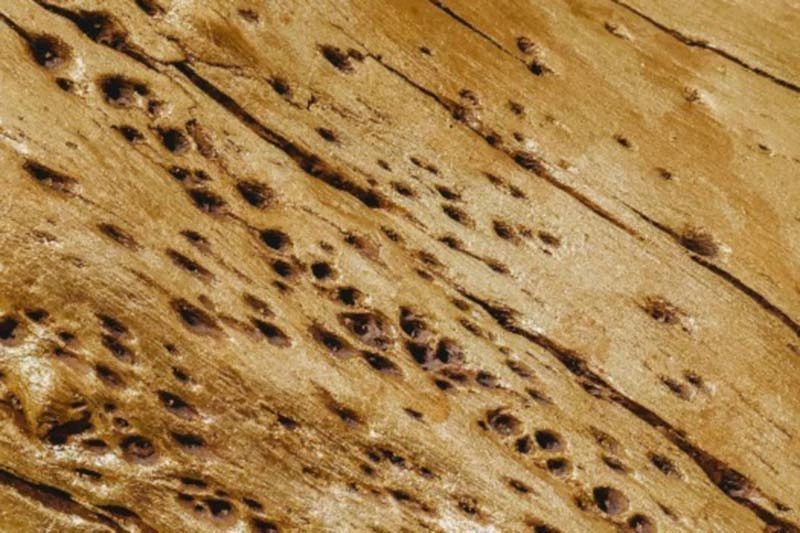 Homeowner's Guide to Treating Termite Damage