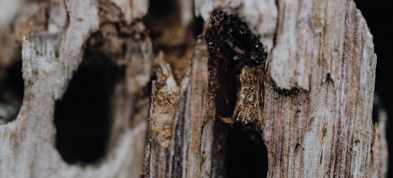 Wood eaten by termites.