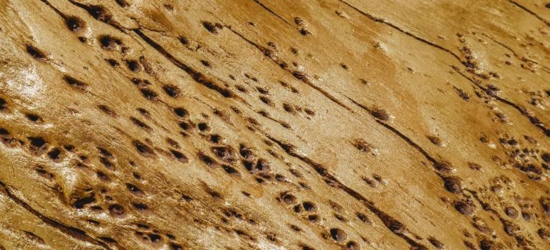 Termite holes in wood