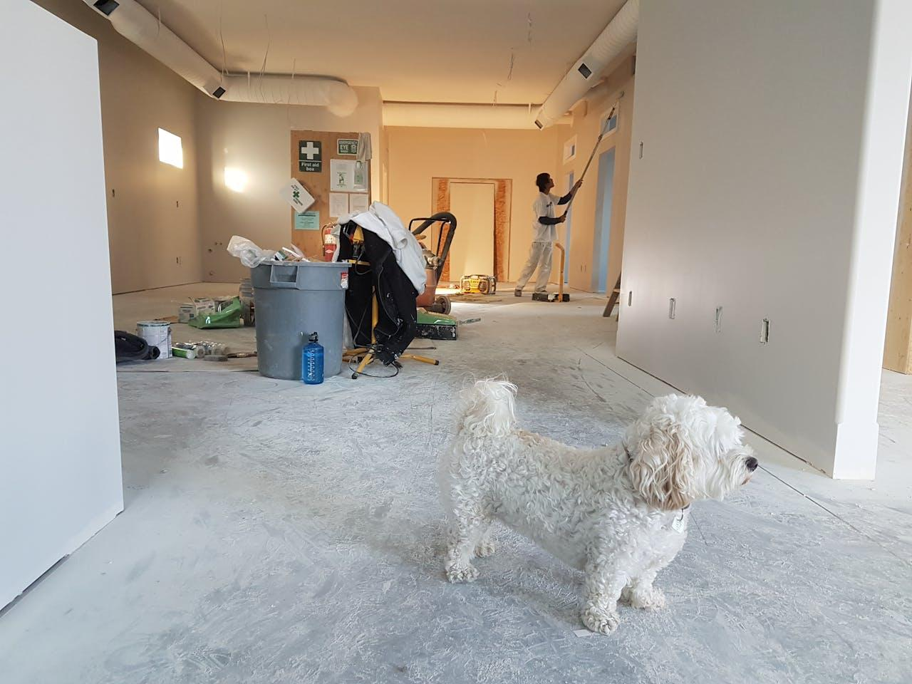 White poodle inside of a home that is going under renovation