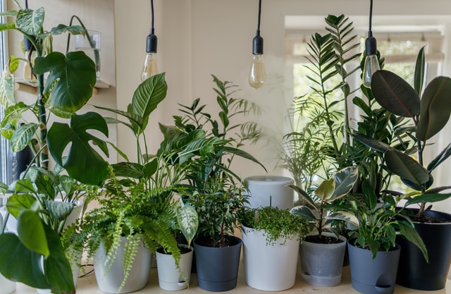 Group of house plants below three pendant lights in a room with beige walls