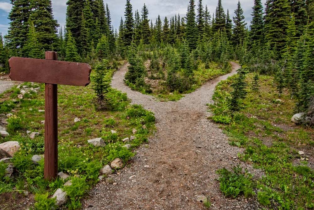 Two pathways surrounded by fir trees