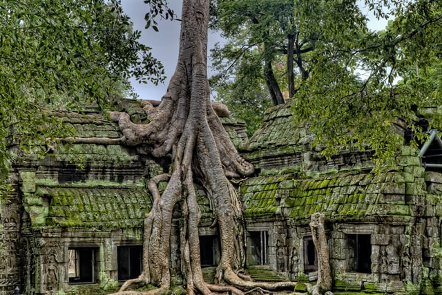 Tree growing through an old house