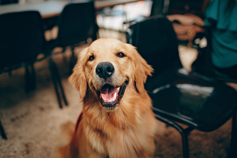 a golden retriever looking into the camera