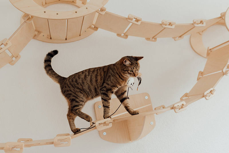 a cat walking on a cat climber, one of the best pet-friendly home renovation ideas